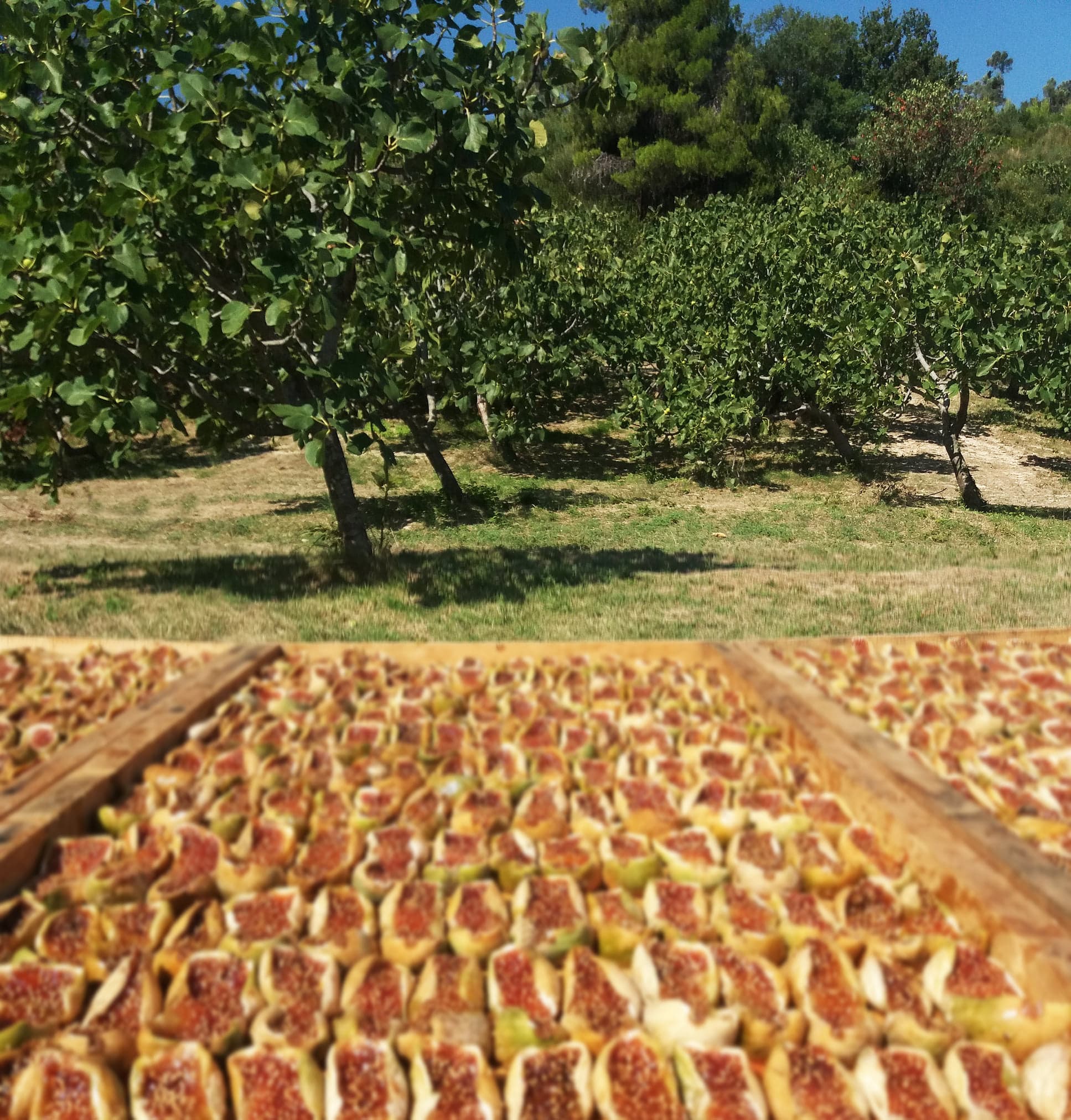 Šviežios figų derlius — vaisiai, kuriuos ragate tiesiai nuo medžio